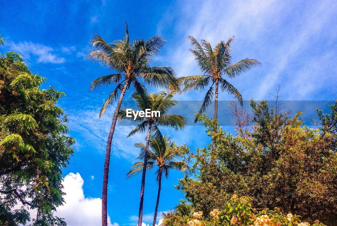 LOW ANGLE VIEW OF TREE AGAINST SKY