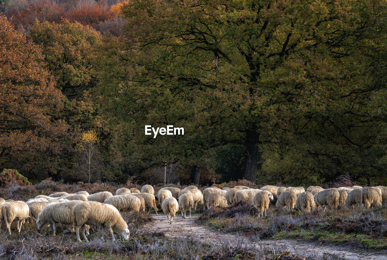 Sheep grazing on heather