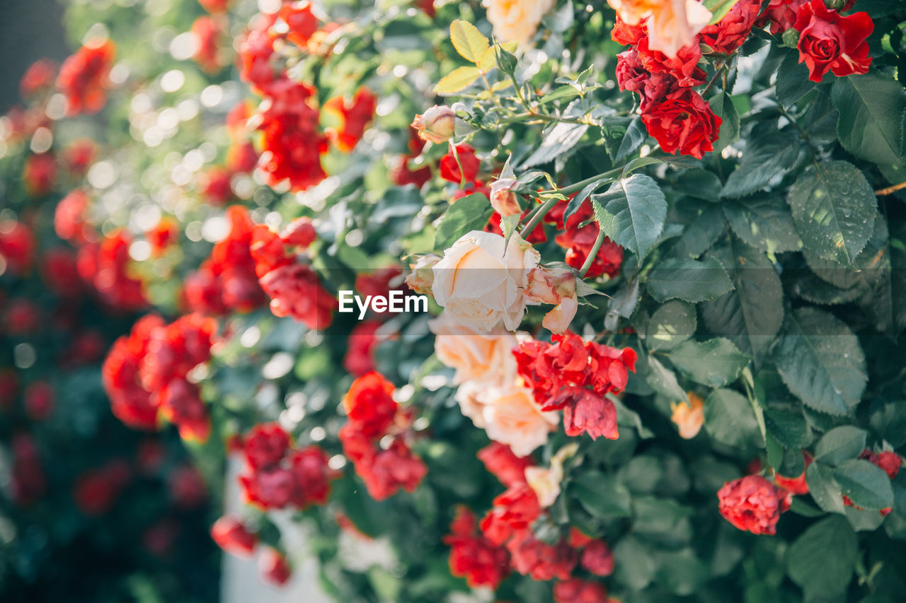 Close-up of red flowering plants