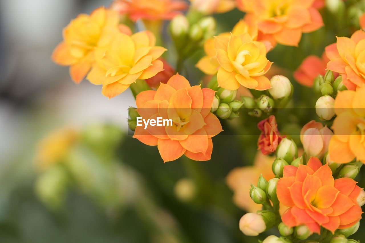 CLOSE-UP OF ORANGE FLOWERS