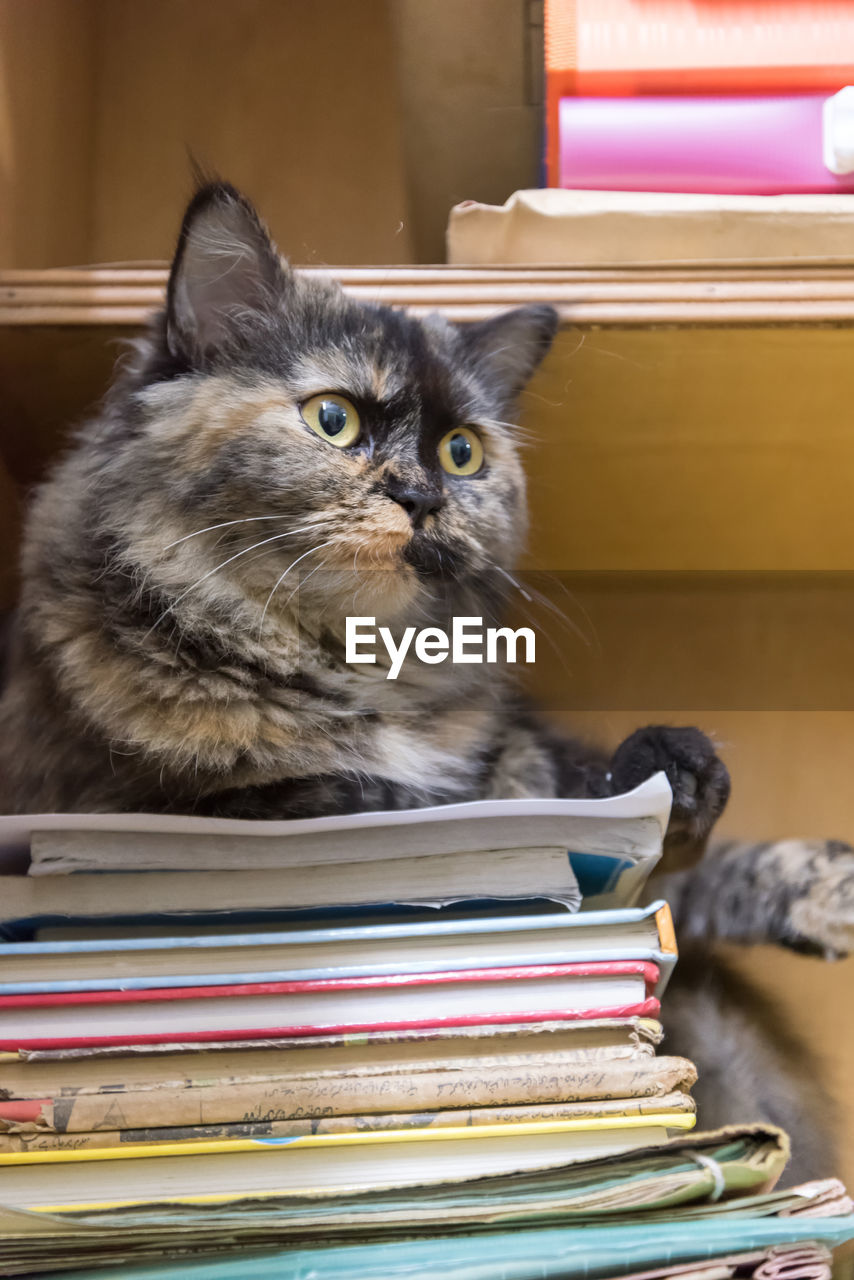 CLOSE-UP OF CAT SITTING ON SHELF