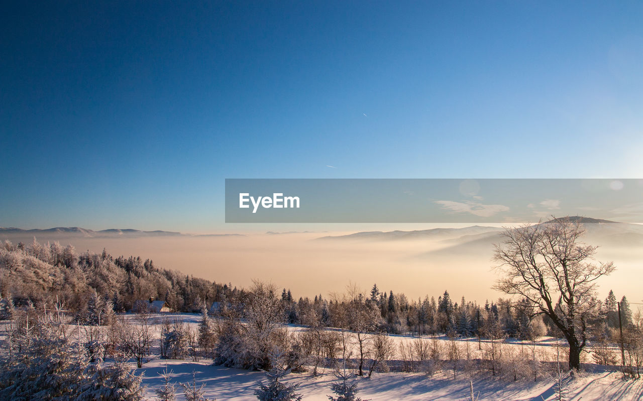 Scenic view of trees against blue sky during winter