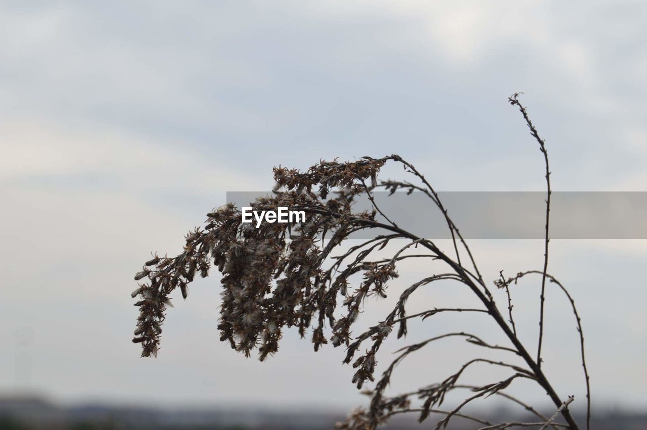 CLOSE-UP OF BRANCHES AGAINST SKY