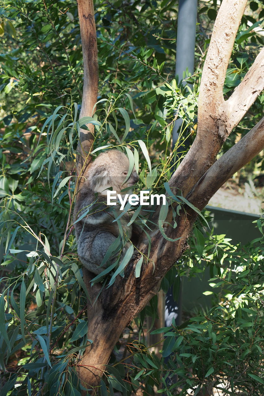 Koala sitting on tree in forest