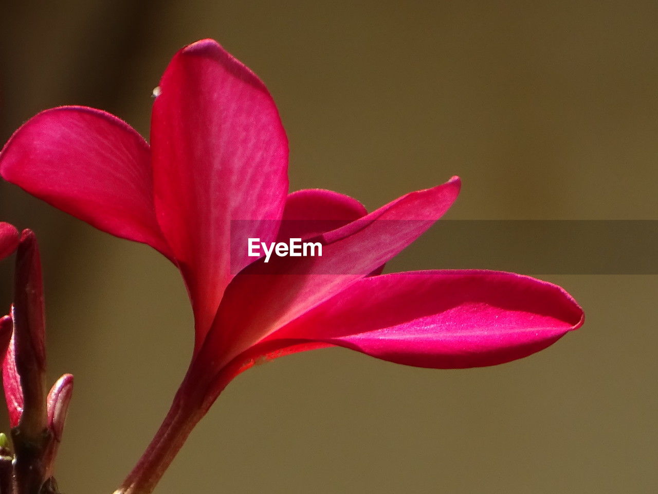 flower, pink, flowering plant, red, plant, beauty in nature, freshness, petal, macro photography, close-up, nature, fragility, flower head, inflorescence, no people, growth, plant stem, leaf, magenta, studio shot, purple, blossom, focus on foreground, outdoors, vibrant color, pollen