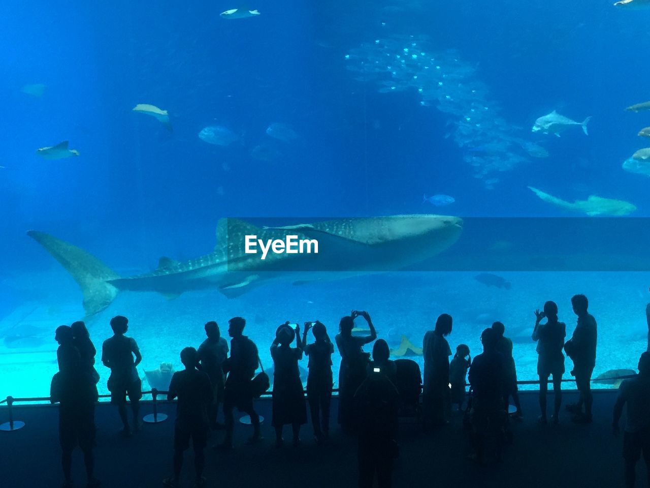 Group of people in aquarium