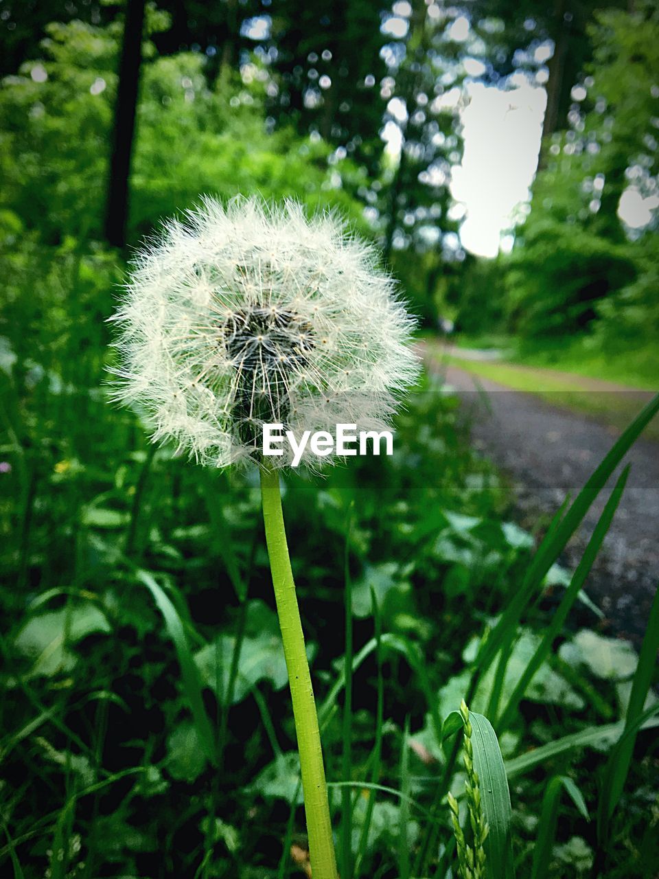 Close-up of dandelion flower