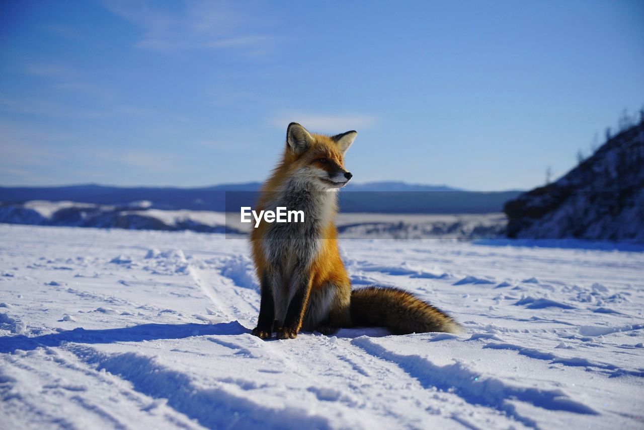 SQUIRREL ON SNOW COVERED FIELD