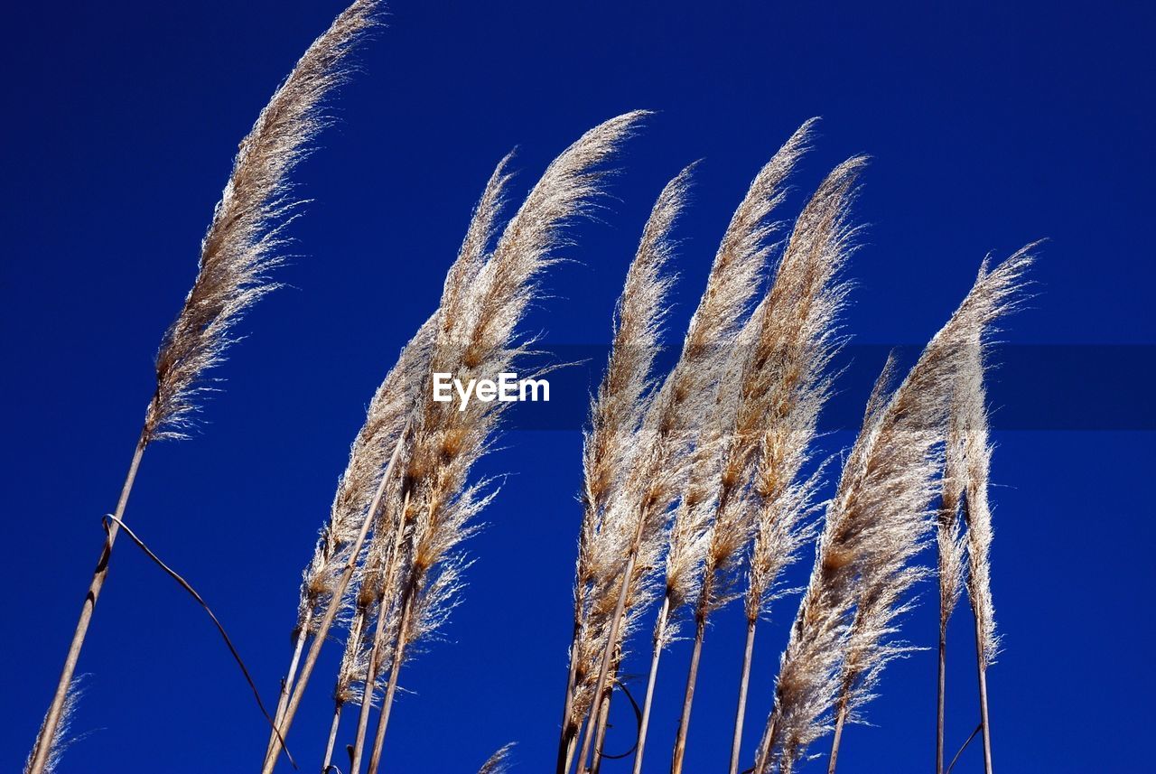 Close-up of stalks against clear blue sky