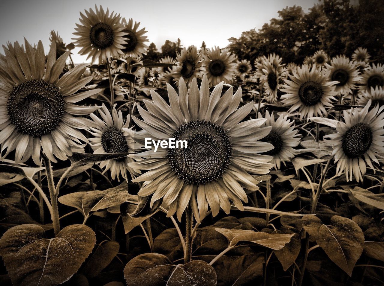 Sunflowers blooming on field