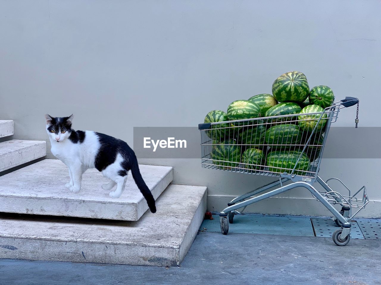 Side view of cat standing by watermelons in shopping cart against wall