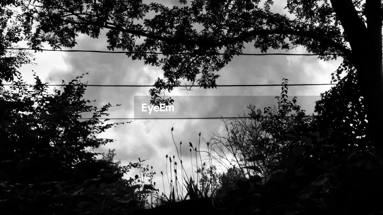 LOW ANGLE VIEW OF TREES AGAINST SKY