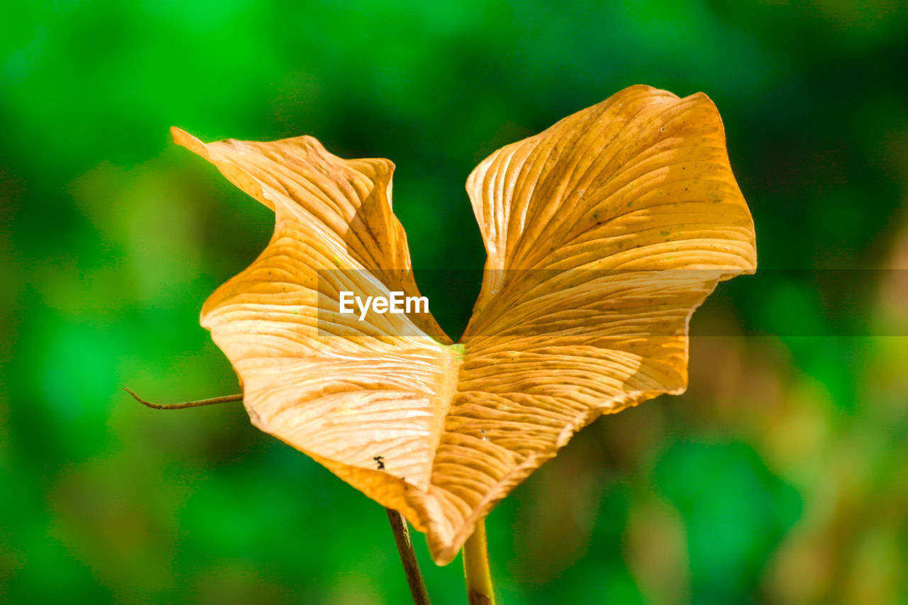 leaf, nature, yellow, flower, macro photography, petal, green, close-up, plant, beauty in nature, sunlight, plant part, plant stem, no people, fragility, outdoors, flowering plant, freshness, autumn, focus on foreground, grass, tree, botany, orange color, growth, day