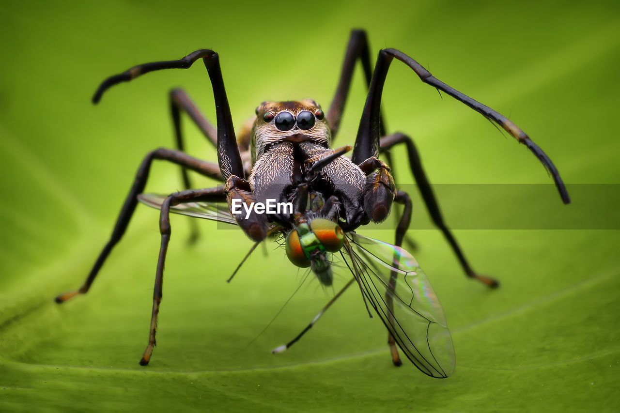 CLOSE-UP OF SPIDER ON WEB