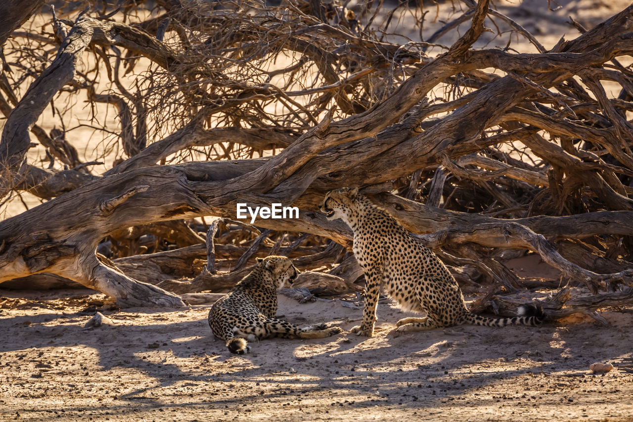 tree, nature, animal, animal themes, animal wildlife, branch, wildlife, no people, plant, land, mammal, environment, outdoors, sunlight, day, beauty in nature, landscape, big cat, feline, savanna, leopard, forest, scenics - nature