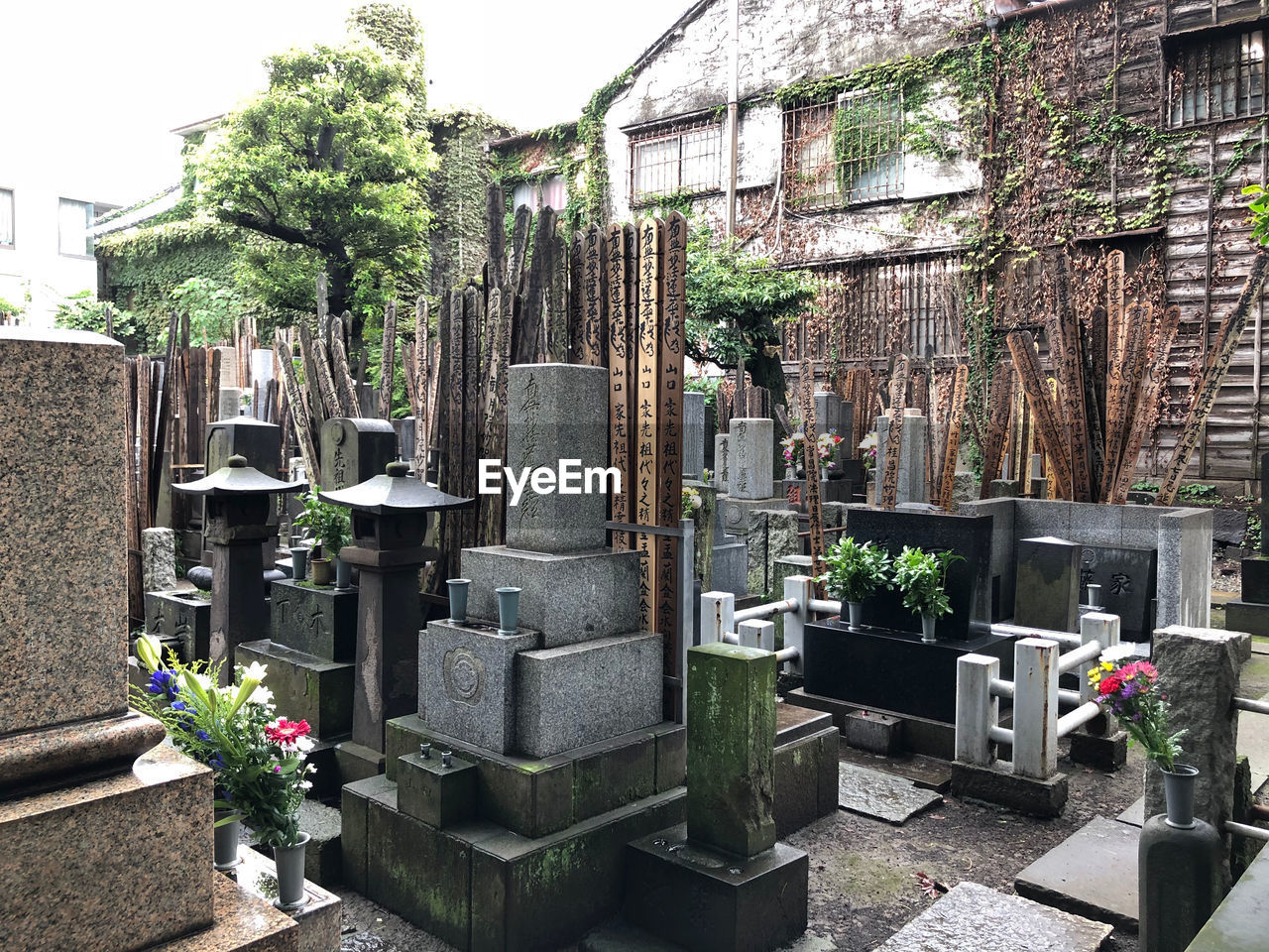 VIEW OF CEMETERY AGAINST PLANTS