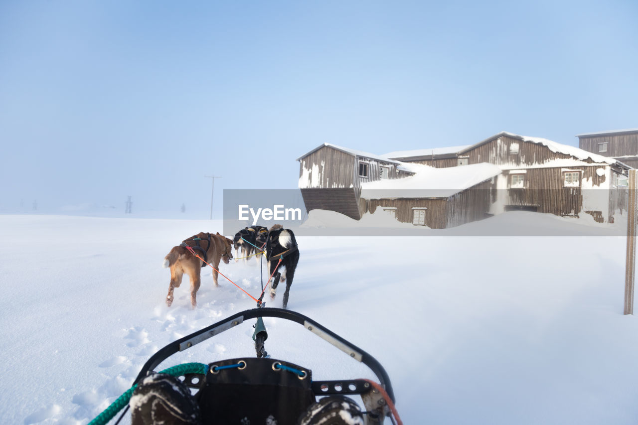 A beautiful husky dog team pulling a sled in beautiful norway morning scenery. 