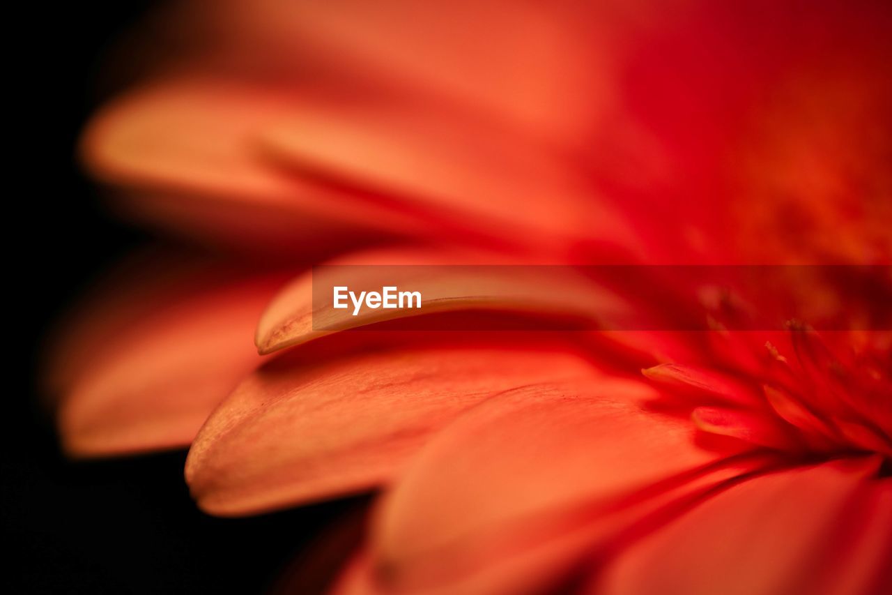 FULL FRAME SHOT OF RED FLOWER