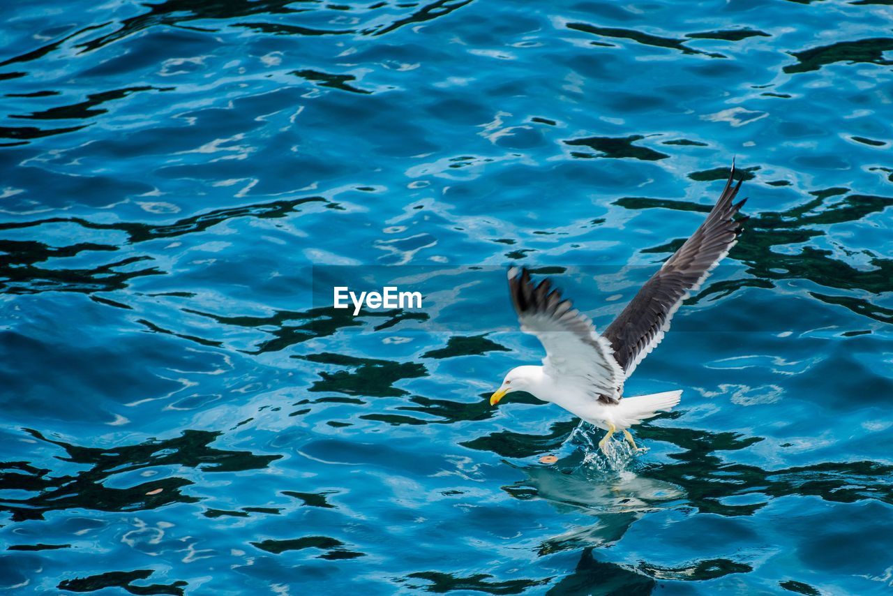 High angle view of seagull flying over sea