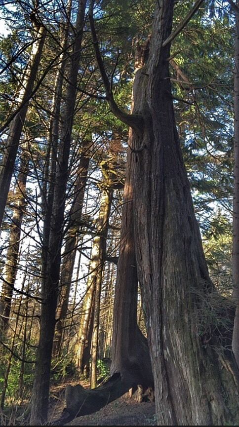 VIEW OF TREES IN FOREST