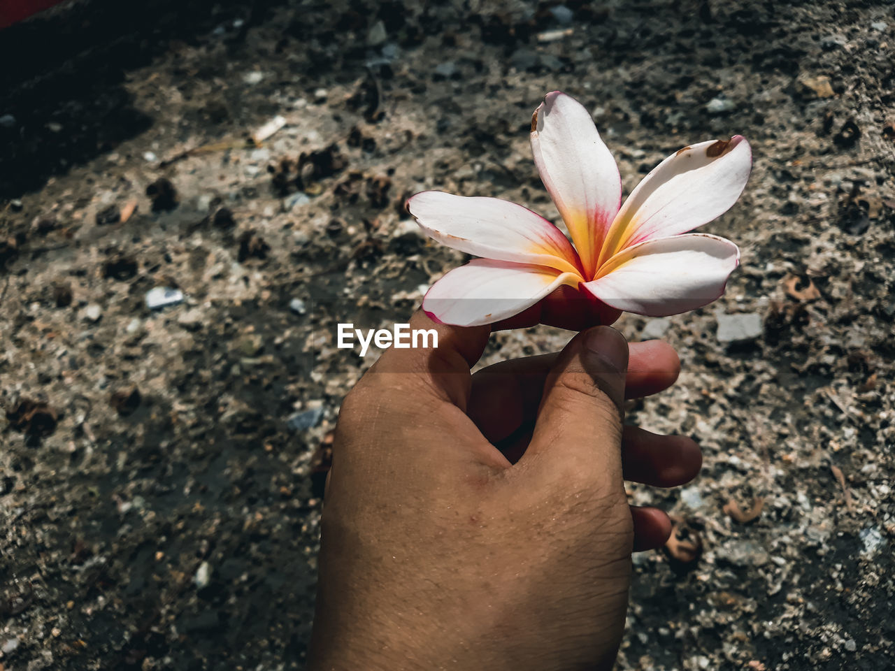 Close-up of hand holding flowering plant