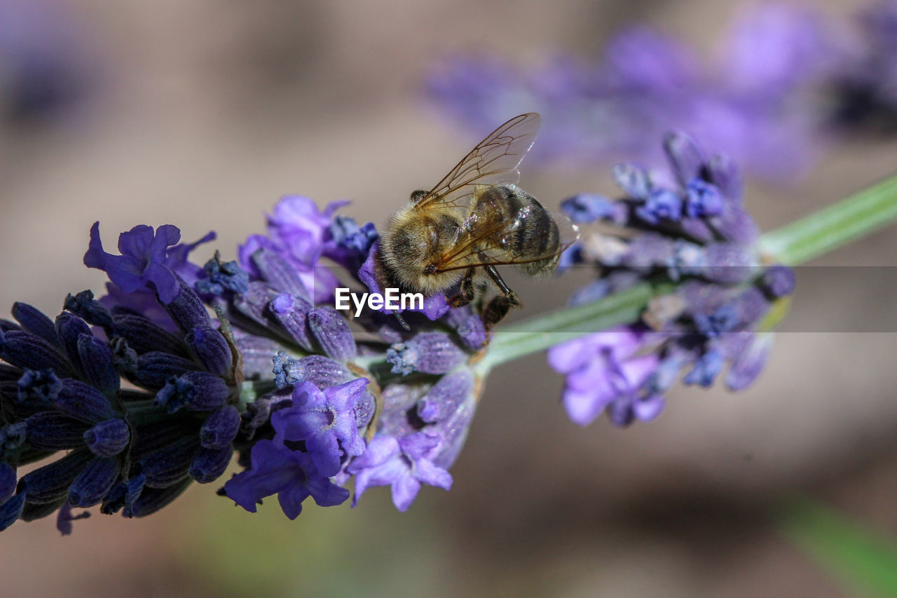 Close-up of flying bee near lavender blossom