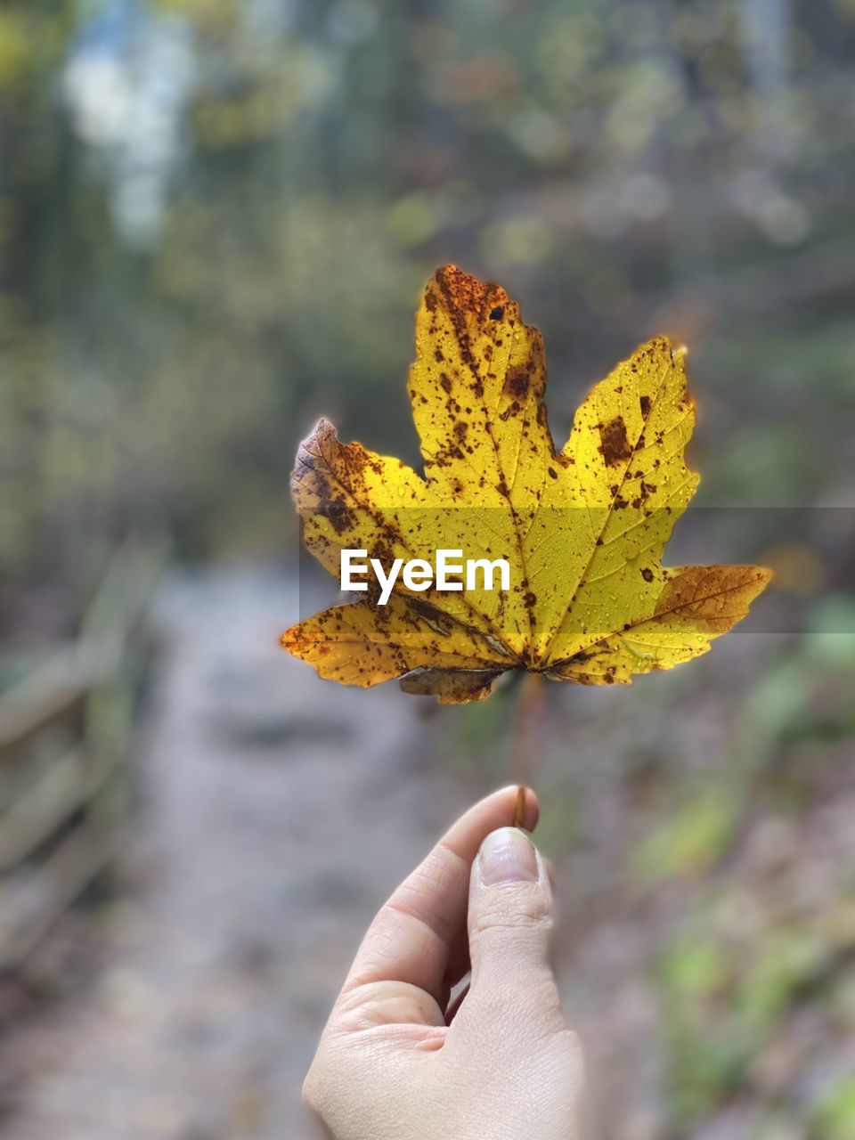 yellow, hand, tree, leaf, one person, holding, nature, autumn, plant, plant part, focus on foreground, flower, close-up, day, outdoors, beauty in nature, personal perspective, branch, finger, fragility, macro photography, leisure activity, lifestyles, adult