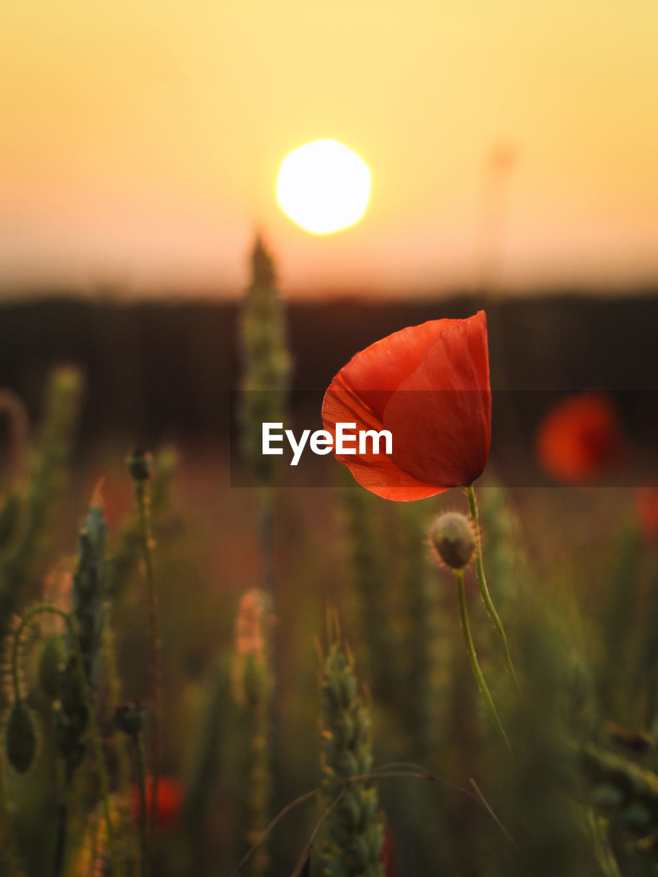 Close-up of poppy flower against sky during sunset