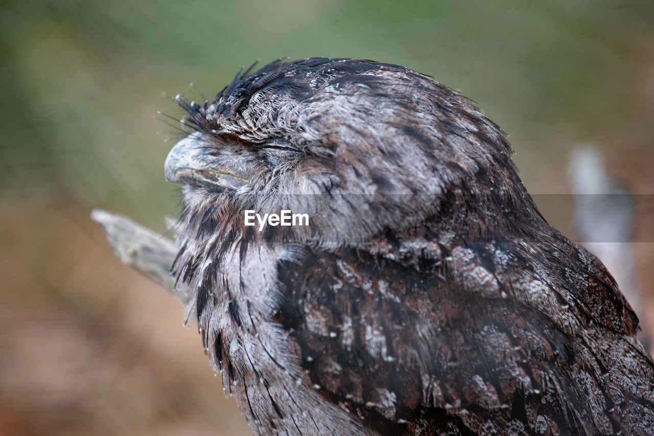 Close-up of owl perching on wood