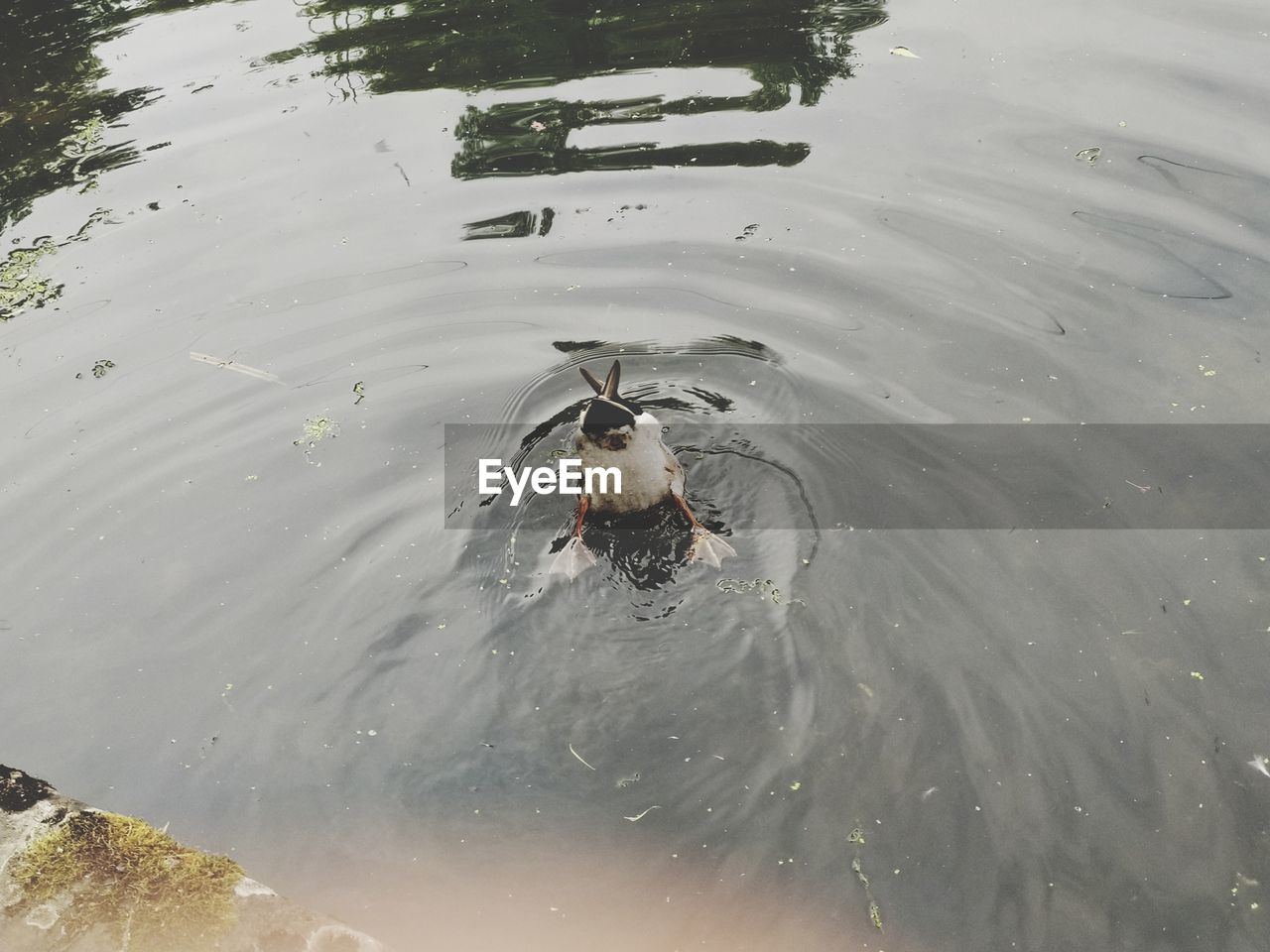 HIGH ANGLE VIEW OF BIRDS SWIMMING IN LAKE