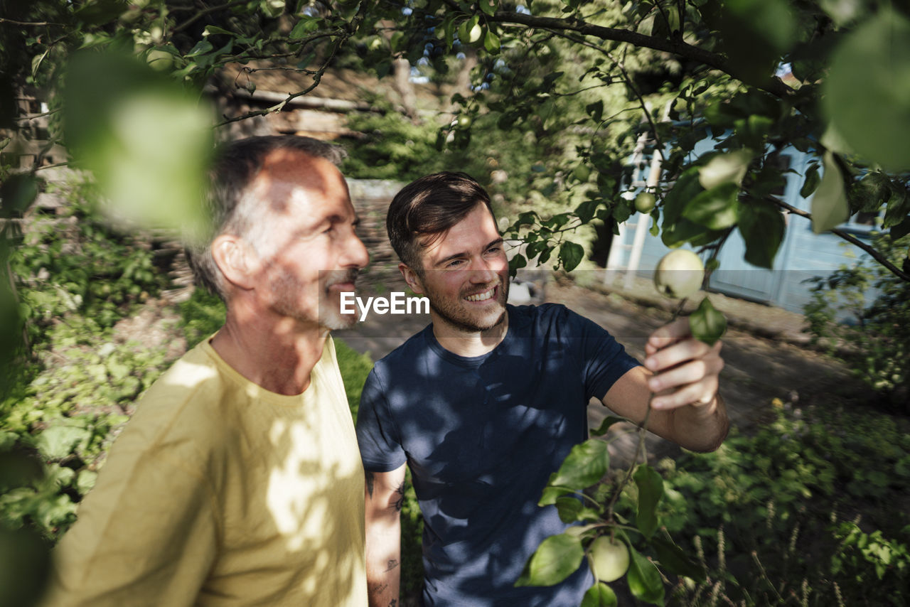 Son examining branch while standing under tree with father in backyard