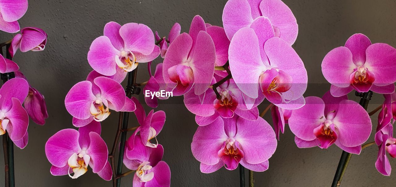 CLOSE-UP OF PINK ORCHIDS ON PURPLE FLOWERS