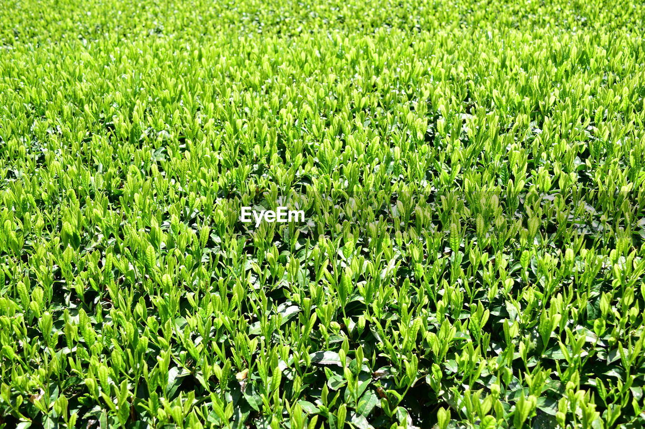 FULL FRAME SHOT OF CROP IN FIELD