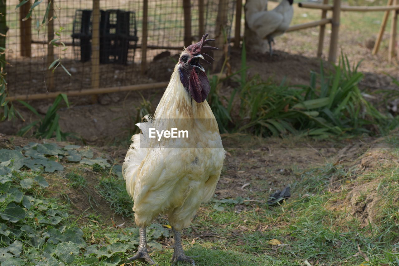 ROOSTER IN A FIELD