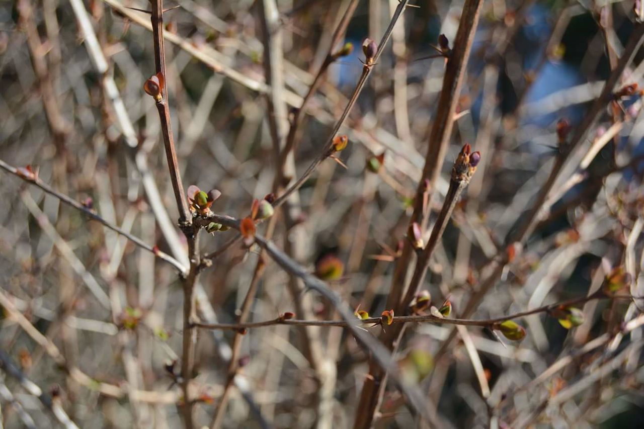 CLOSE-UP OF PLANTS AGAINST BLURRED BACKGROUND