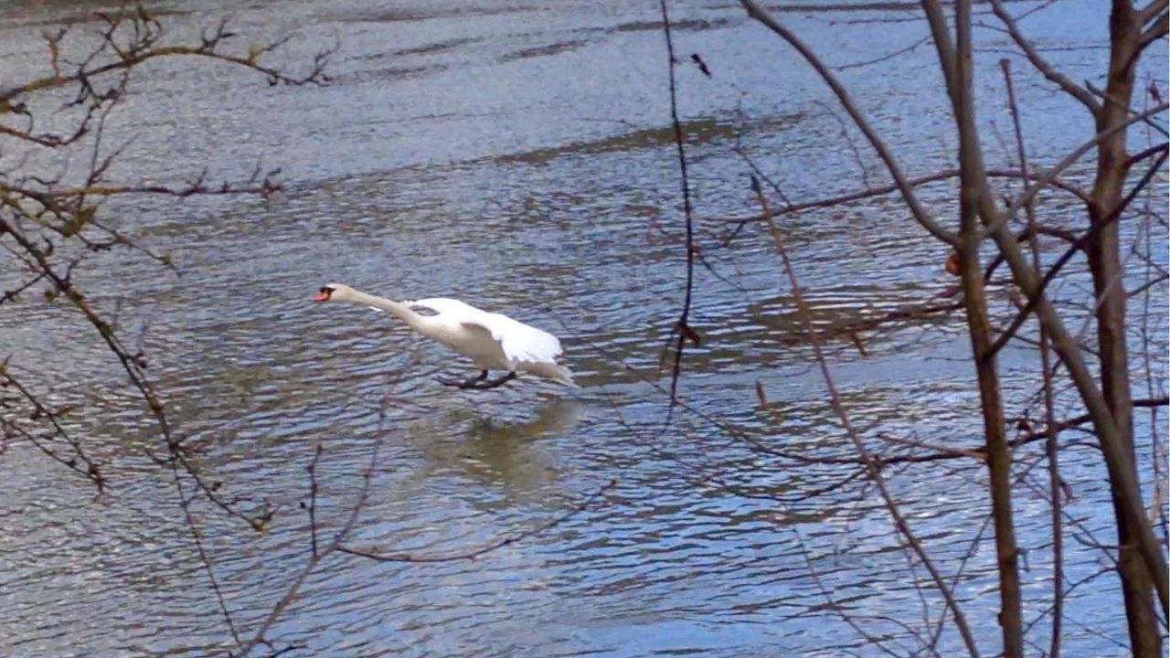 BIRDS IN WATER