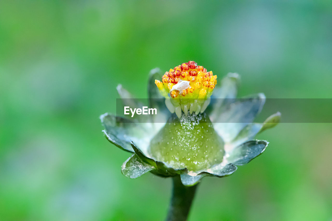 Close-up of wet flower on leaf