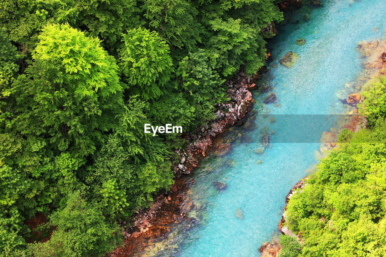 Aerial view of river in forest