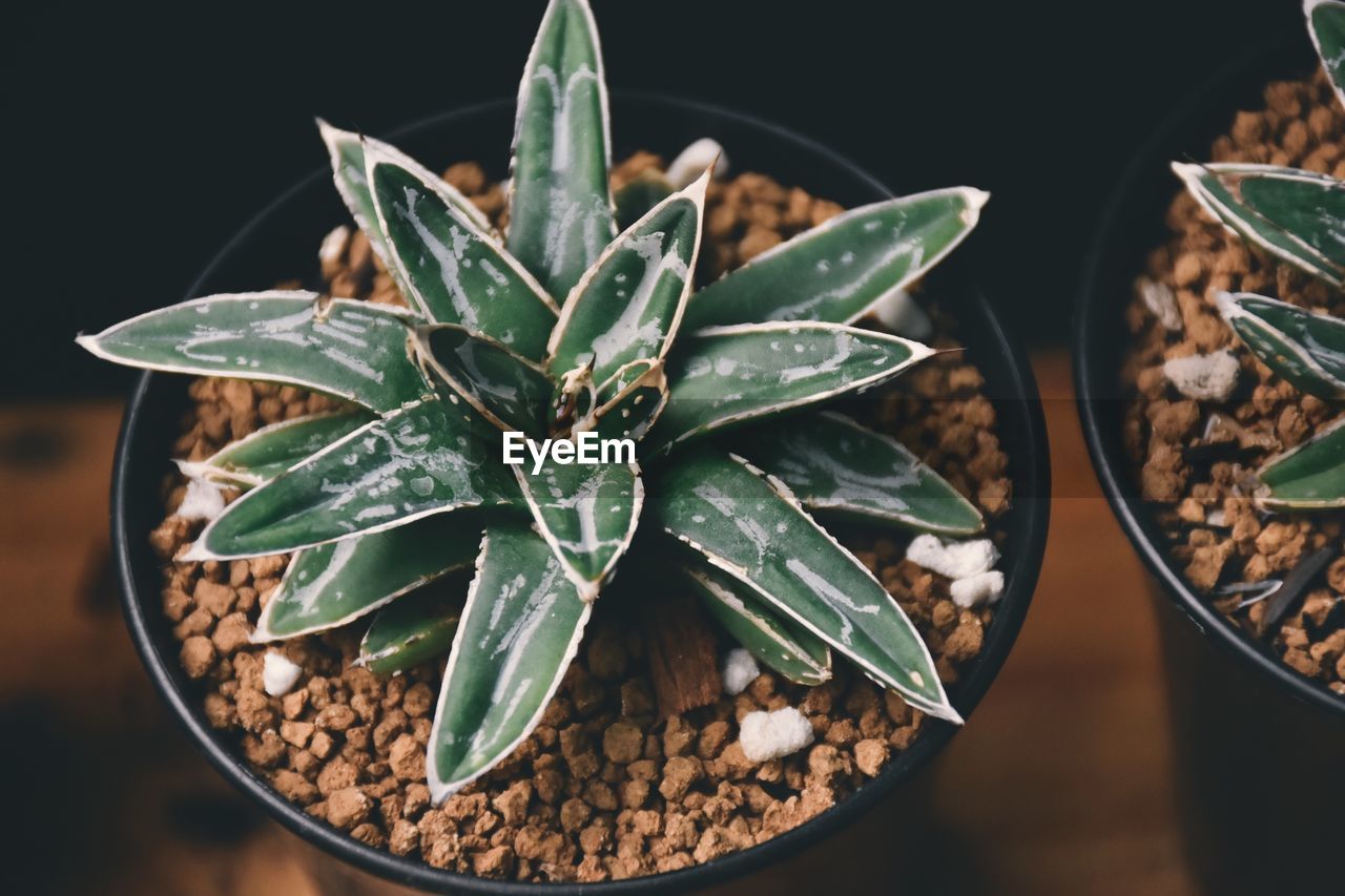 High angle view of succulent plant in pot