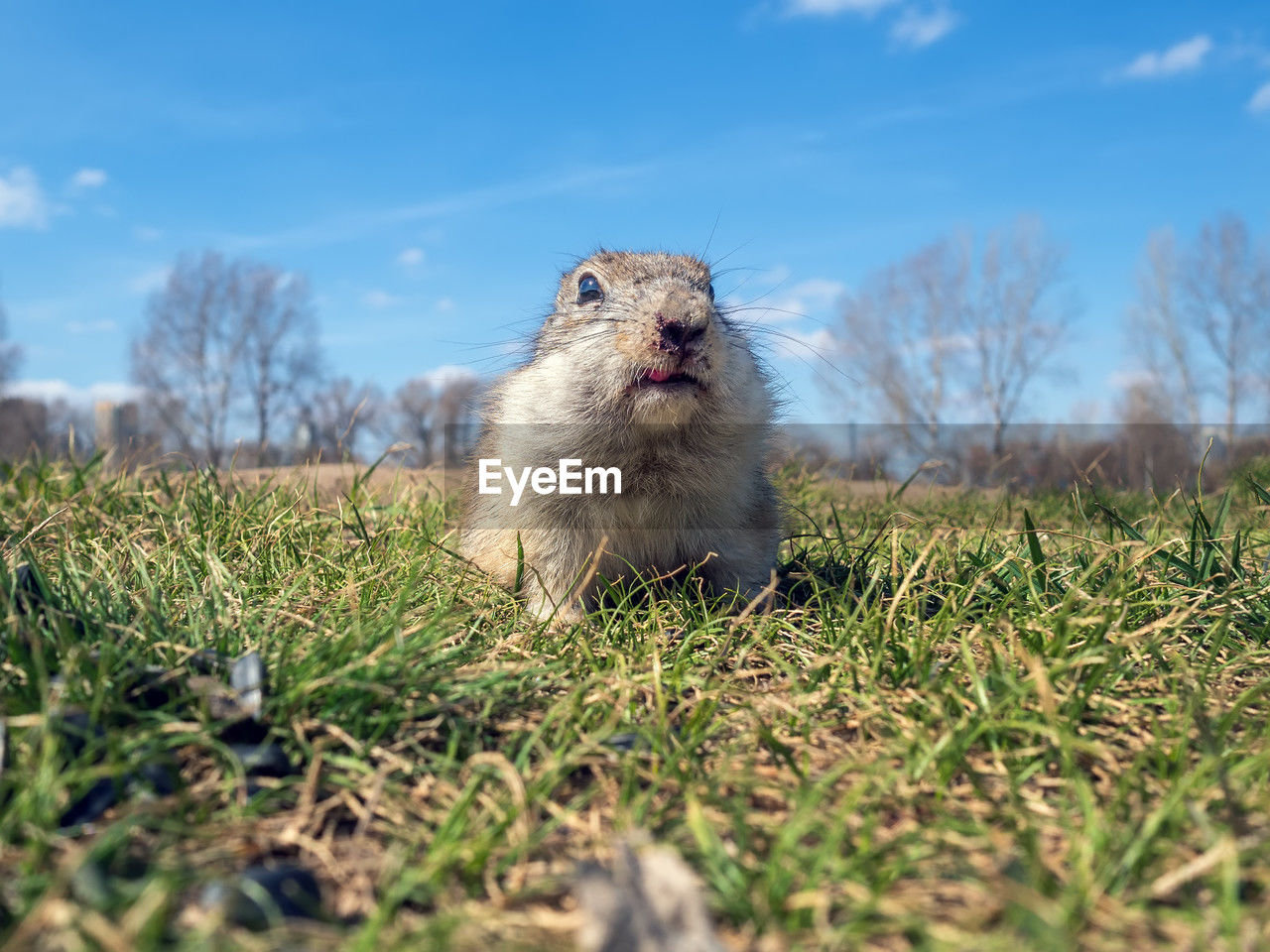 animal themes, animal, mammal, one animal, animal wildlife, grass, sky, rodent, nature, plant, wildlife, pet, no people, portrait, day, land, selective focus, prairie dog, outdoors, looking at camera, field, front view, cloud, domestic animals, hamster