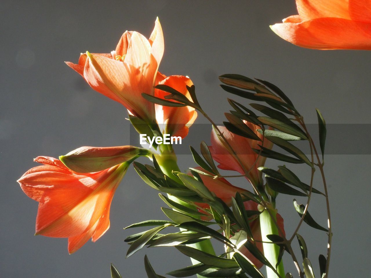 CLOSE-UP OF ORANGE DAY LILY FLOWERS