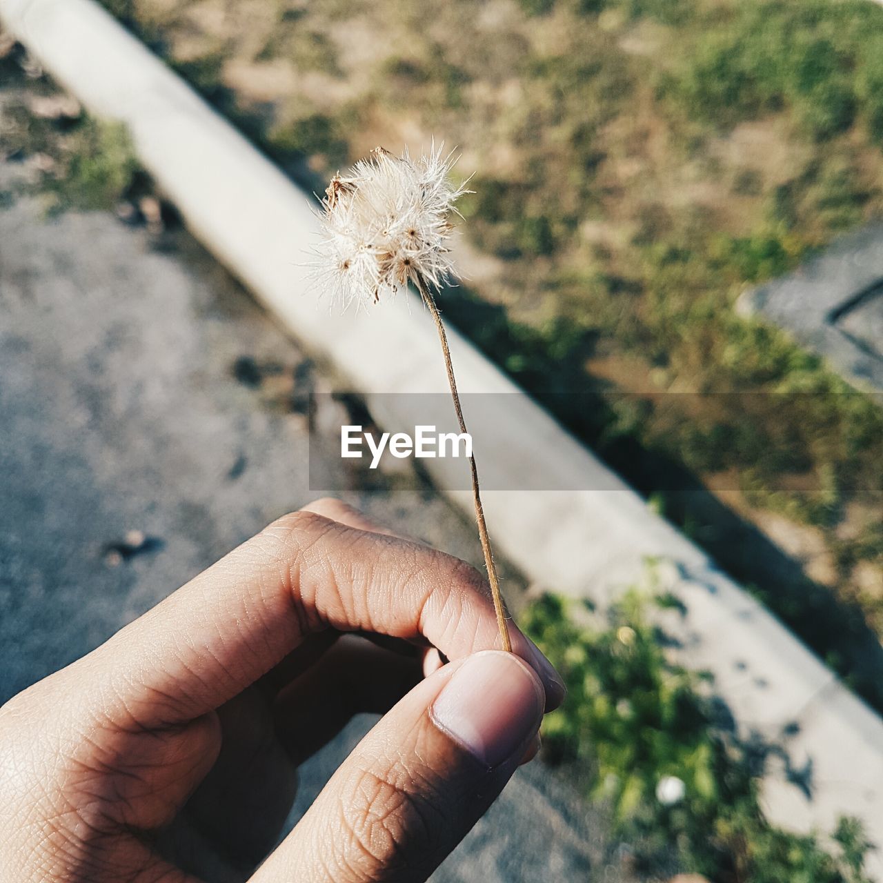 Cropped hand holding dandelion seed