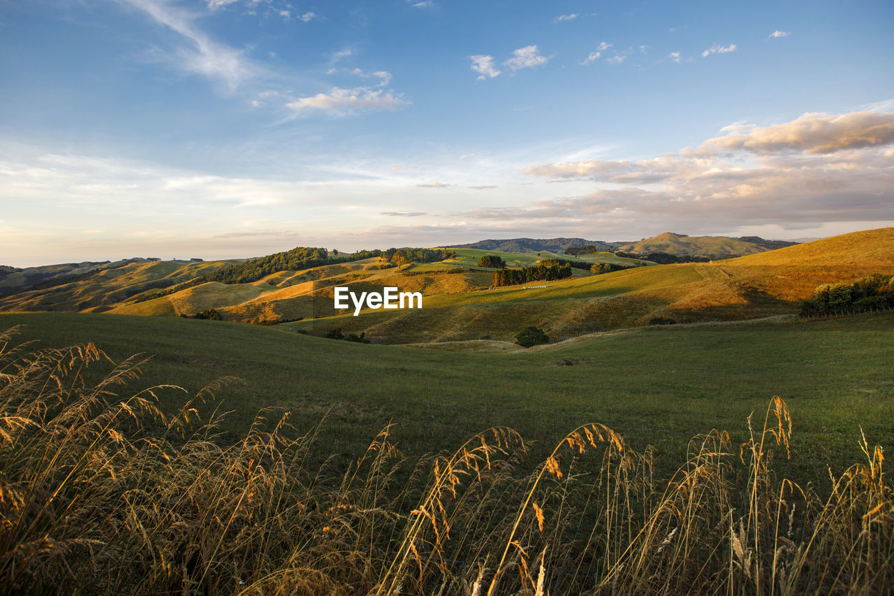 Scenic view of agricultural field against sky during sunset