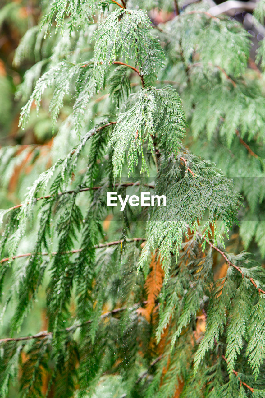 CLOSE-UP OF PINE TREES