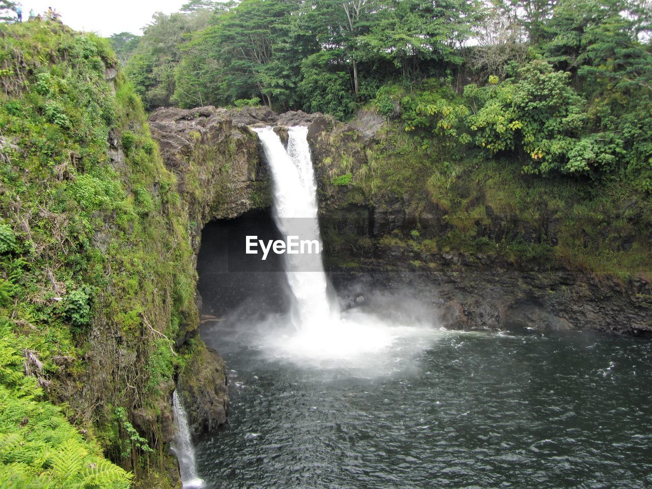 VIEW OF WATERFALL BY TREES IN FOREST