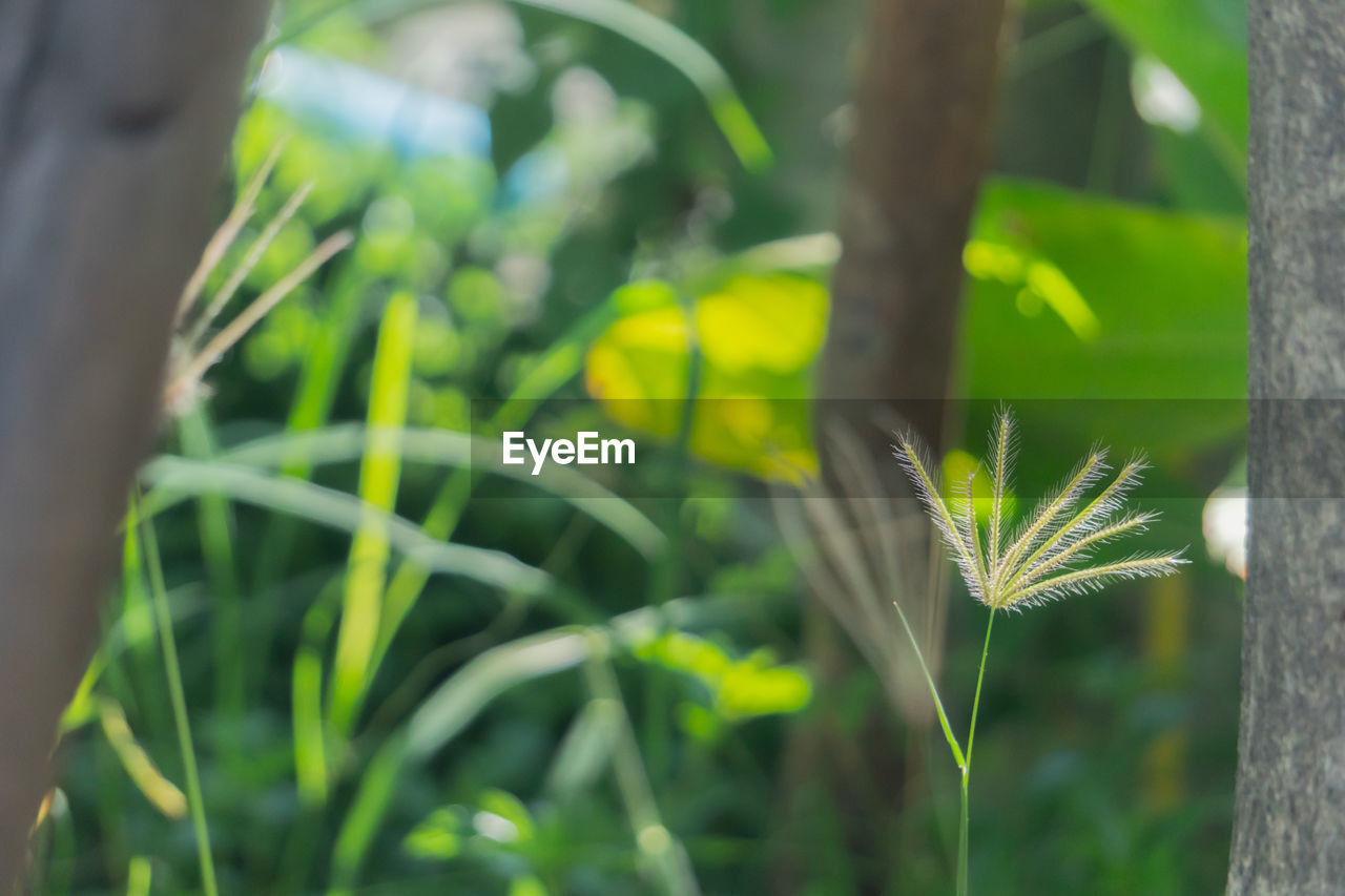 CLOSE-UP OF FRESH GREEN PLANT IN FIELD