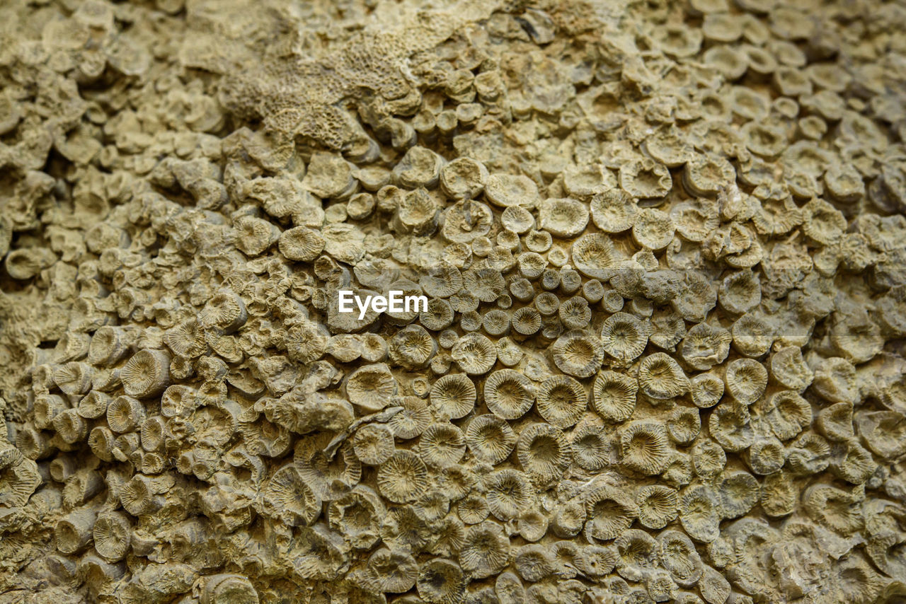 Fossilized ancient corals