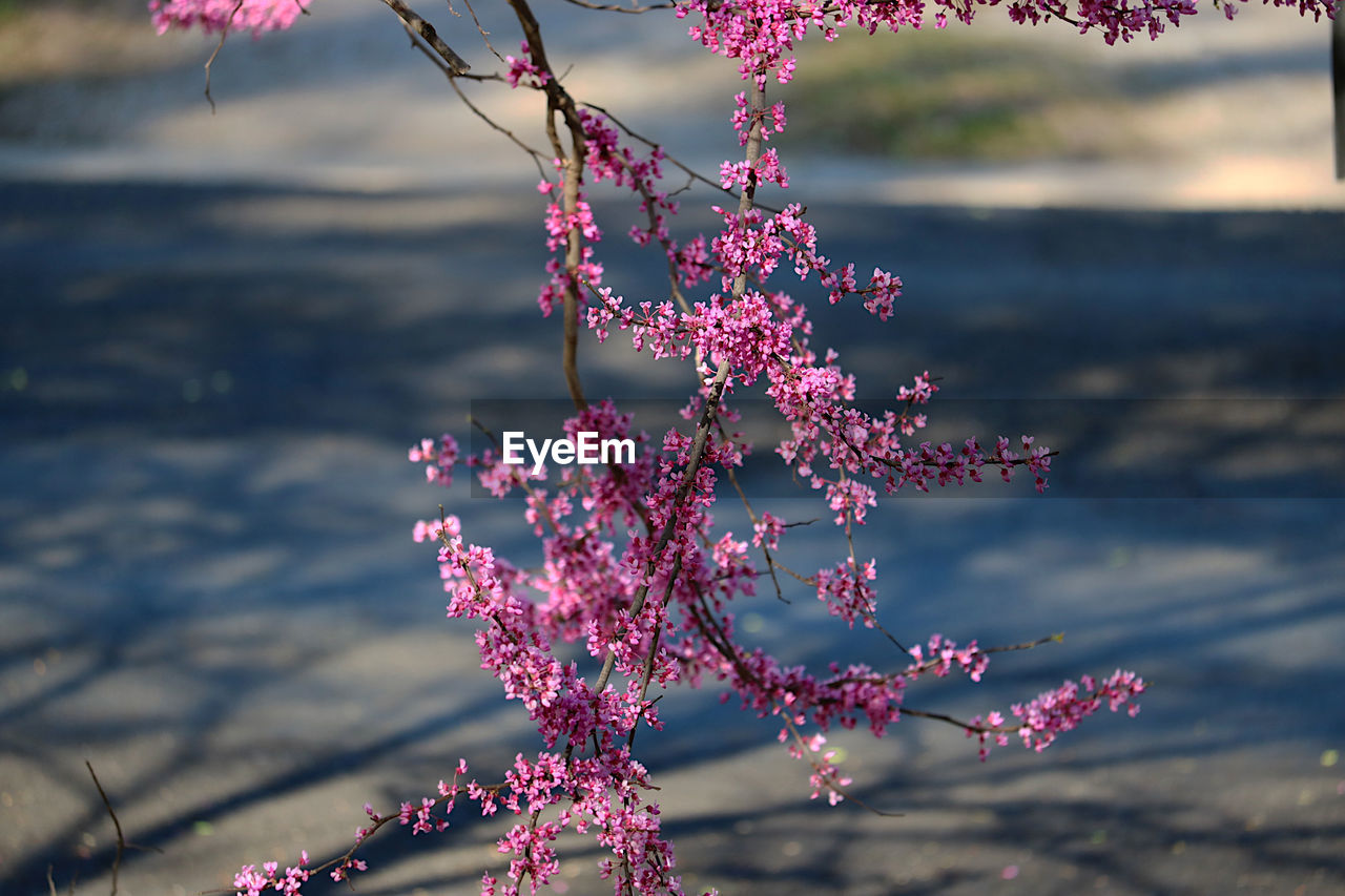 CLOSE-UP OF PINK CHERRY BLOSSOM AGAINST BLURRED BACKGROUND