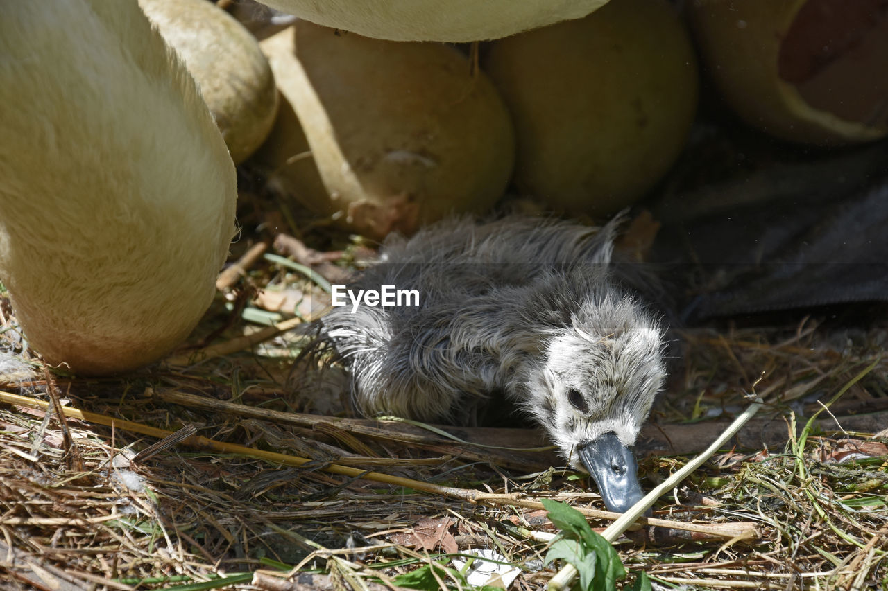 Close-up of young bird