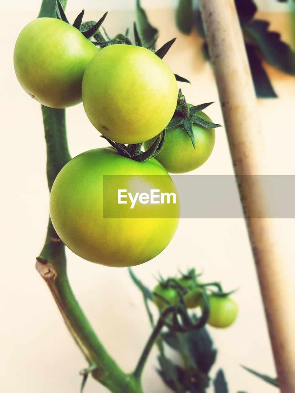 CLOSE-UP OF TOMATOES GROWING ON TREE